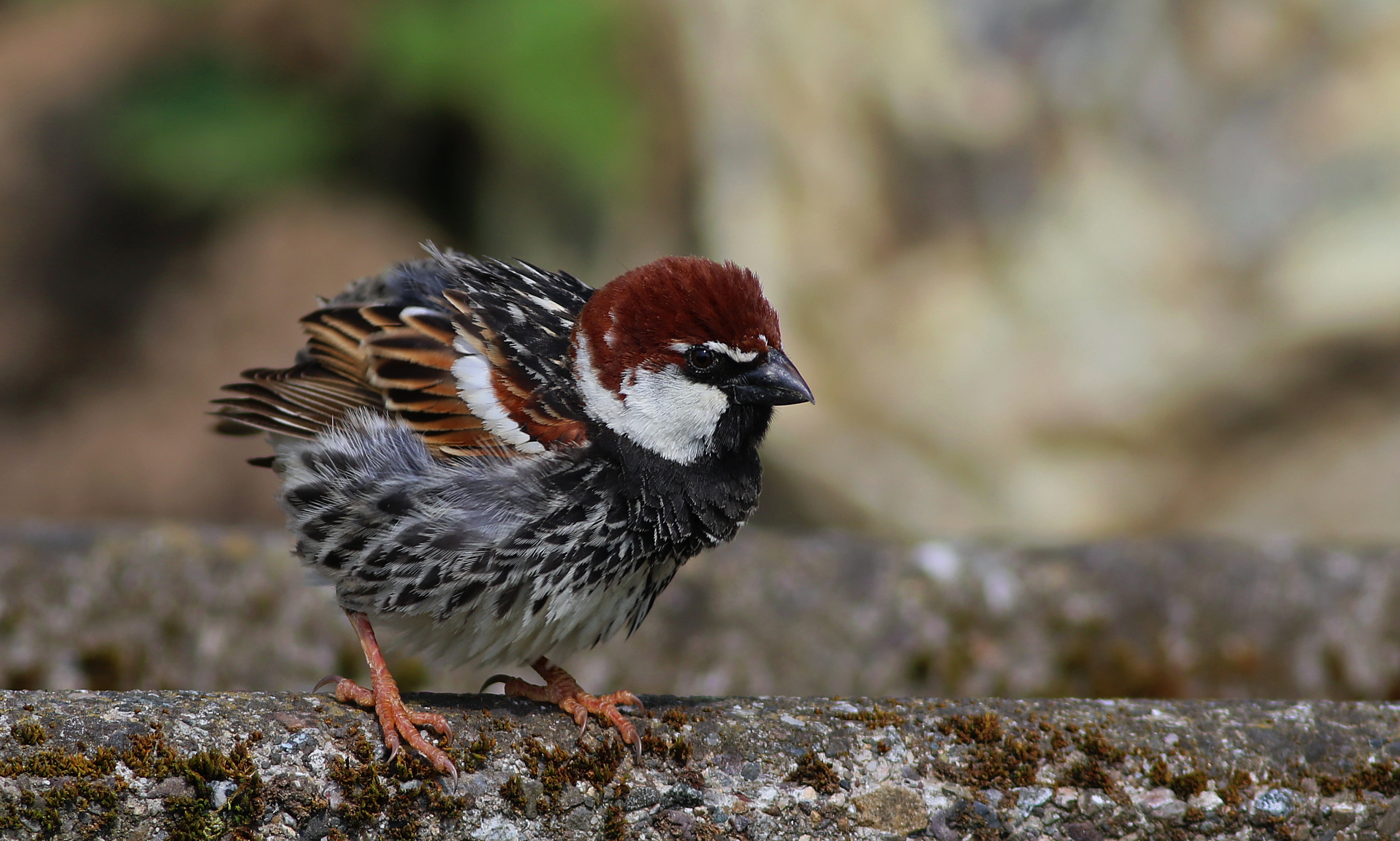 Spanish Sparrow — Ana fotoğraf